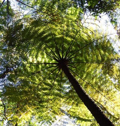 マダガスカル 6つの国立公園にまたがる広大な森林 世界遺産 アツィナナナの雨林 おすすめ旅行を探すならトラベルブック Travelbook マダガスカル 6つの国立公園にまたがる広大な森林 世界遺産 アツィナナナの雨林 おすすめ旅行を探すならトラベルブック Travelbook