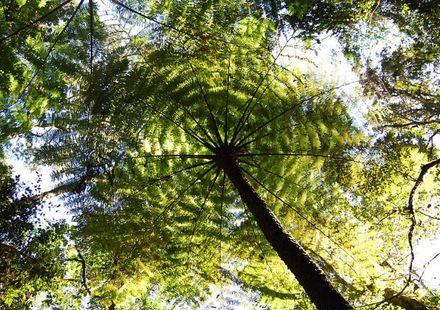 マダガスカル 6つの国立公園にまたがる広大な森林 世界遺産 アツィナナナの雨林 おすすめ旅行を探すならトラベルブック Travelbook マダガスカル 6つの国立公園にまたがる広大な森林 世界遺産 アツィナナナの雨林 おすすめ旅行を探すならトラベルブック Travelbook