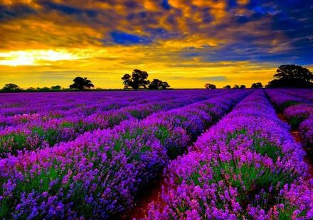 フランス まだまだ世界は広い プロヴァンスにあるラベンダー畑が素敵すぎる おすすめ旅行を探すならトラベルブック Travelbook フランス まだまだ世界は広い プロヴァンスにあるラベンダー畑が素敵すぎる おすすめ旅行を探すならトラベルブック Travelbook