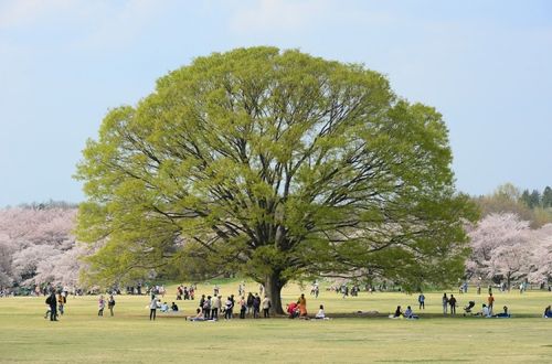 東京 都内のおすすめ公園一覧 広い敷地で子供と遊べる１５施設 子育て情報を探すならトラベルブックファミリー