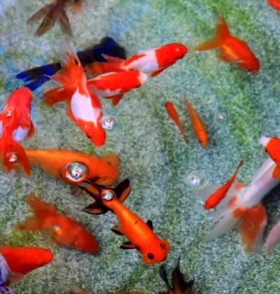 金魚の町 奈良 大和郡山でおすすめのスポット5選 おすすめ旅行を探すならトラベルブック Travelbook 金魚の町 奈良 大和郡山でおすすめのスポット5選 おすすめ旅行を探すならトラベルブック Travelbook