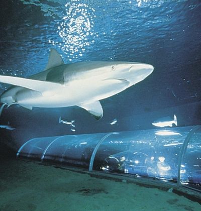 ニュージーランド オークランドの海沿いサイクリングでおすすめスポット5選 おすすめ旅行を探すならトラベルブック Travelbook