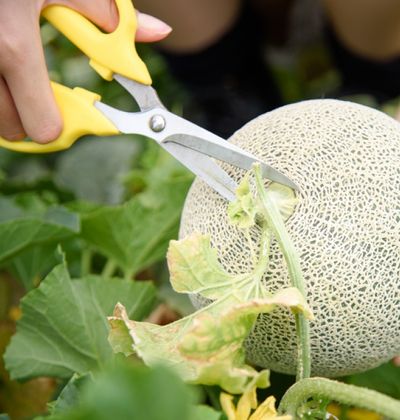 秋の味覚を堪能 関東でおすすめの果物狩りスポット5選 おすすめ旅行を探すならトラベルブック Travelbook 秋の味覚を堪能 関東でおすすめの果物狩りスポット5選 おすすめ旅行を探すならトラベルブック Travelbook