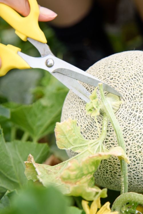 秋の味覚を堪能 関東でおすすめの果物狩りスポット5選 おすすめ旅行を探すならトラベルブック Travelbook