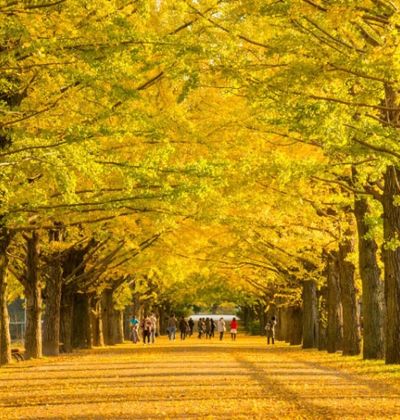 東京都内でイチョウ並木を満喫できる観光スポット5選 おすすめ旅行を探すならトラベルブック Travelbook 東京都内でイチョウ並木を満喫できる観光スポット5選 おすすめ旅行を探すならトラベルブック Travelbook