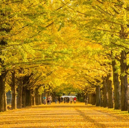 東京都内でイチョウ並木を満喫できる観光スポット5選 おすすめ旅行を探すならトラベルブック Travelbook 東京都内でイチョウ並木を満喫できる観光スポット5選 おすすめ旅行を探すならトラベルブック Travelbook