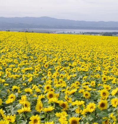北海道 オホーツクの花景色を堪能できる観光スポット5選 おすすめ旅行を探すならトラベルブック Travelbook 北海道 オホーツクの花景色を堪能できる観光スポット5選 おすすめ旅行を探すならトラベルブック Travelbook