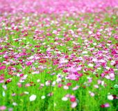 千葉 見渡す限り花畑が広がる房総半島の観光地5選 おすすめ旅行を探すならトラベルブック Travelbook 千葉 見渡す限り花畑が広がる房総半島の観光地5選 おすすめ旅行を探すならトラベルブック Travelbook