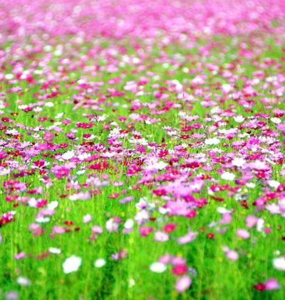 千葉 見渡す限り花畑が広がる房総半島の観光地5選 おすすめ旅行を探すならトラベルブック Travelbook 千葉 見渡す限り花畑が広がる房総半島の観光地5選 おすすめ旅行を探すならトラベルブック Travelbook