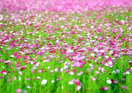 千葉 見渡す限り花畑が広がる房総半島の観光地5選 おすすめ旅行を探すならトラベルブック Travelbook 千葉 見渡す限り花畑が広がる房総半島の観光地5選 おすすめ旅行を探すならトラベルブック Travelbook