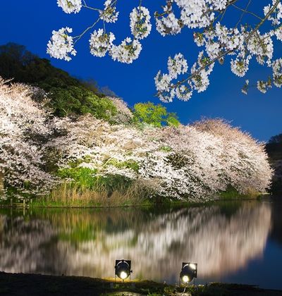 21年版 横浜のおすすめ花見スポットまとめ 風情漂う建物と桜が調和する名所13選 おすすめ旅行を探すならトラベルブック Travelbook 21年版 横浜のおすすめ花見スポットまとめ 風情漂う建物と桜が調和する名所13選 おすすめ旅行を探すならトラベルブック Travelbook
