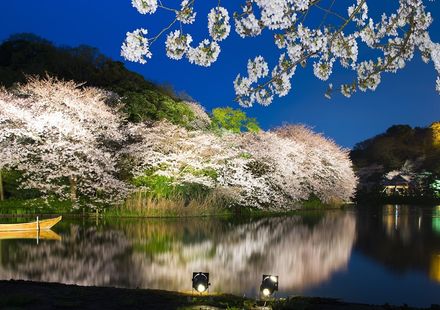22年版 横浜のおすすめ花見スポットまとめ 風情漂う建物と桜が調和する名所13選 おすすめ旅行を探すならトラベルブック Travelbook 22年版 横浜のおすすめ花見スポットまとめ 風情漂う建物と桜が調和する名所13選 おすすめ旅行を探すならトラベルブック Travelbook