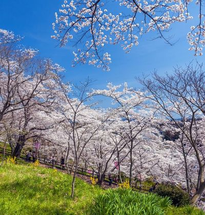 21年版 仙台の定番 穴場お花見スポット5選 桜の下でのんびりできるおすすめ名所 おすすめ旅行を探すならトラベルブック Travelbook 21年版 仙台の定番 穴場お花見スポット5選 桜の下でのんびりできるおすすめ名所 おすすめ旅行を探すならトラベルブック Travelbook