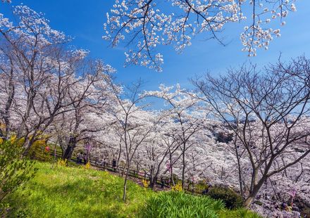 22年版 仙台の定番 穴場お花見スポット5選 桜の下でのんびりできるおすすめ名所 おすすめ旅行を探すならトラベルブック Travelbook 22年版 仙台の定番 穴場お花見スポット5選 桜の下でのんびりできるおすすめ名所 おすすめ旅行を探すならトラベルブック Travelbook