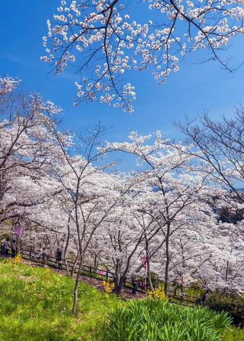 年版 仙台の定番 穴場お花見スポット5選 桜の下でのんびりできるおすすめ名所 おすすめ旅行を探すならトラベルブック Travelbook 年版 仙台の定番 穴場お花見スポット5選 桜の下でのんびりできるおすすめ名所 おすすめ旅行を探すならトラベルブック Travelbook