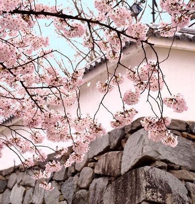 福岡 一面に広がる桜模様 花見にぴったりの桜の名所5選 おすすめ旅行を探すならトラベルブック Travelbook 福岡 一面に広がる桜模様 花見にぴったりの桜の名所5選 おすすめ旅行を探すならトラベルブック Travelbook