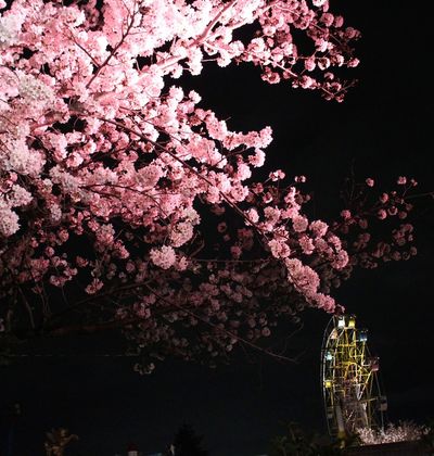 21年版 神戸で人気の花見スポット 散歩やピクニックにおすすめの名所5選 おすすめ旅行を探すならトラベルブック Travelbook 21年版 神戸で人気の花見スポット 散歩やピクニックにおすすめの名所5選 おすすめ旅行を探すならトラベルブック Travelbook