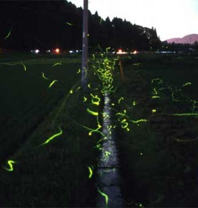 関東 夏の風物詩 蛍が見られる関東の穴場スポット5選 おすすめ旅行を探すならトラベルブック Travelbook 関東 夏の風物詩 蛍が見られる関東の穴場スポット5選 おすすめ旅行を探すならトラベルブック Travelbook