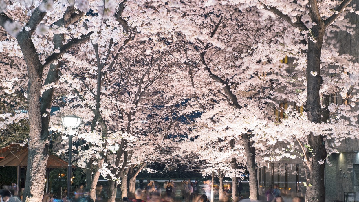 22年版 京都花見スポット完全ガイド 景観荘厳な桜の名所２６選 おすすめ旅行を探すならトラベルブック Travelbook