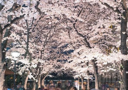 22年版 京都花見スポット完全ガイド 景観荘厳な桜の名所26選 おすすめ旅行を探すならトラベルブック Travelbook 22年版 京都花見スポット完全ガイド 景観荘厳な桜の名所26選 おすすめ旅行を探すならトラベルブック Travelbook