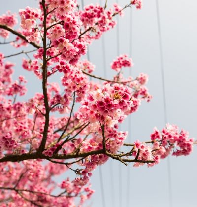 台北 1 3月中旬が見頃 台北市内の 桜 花見の名所5選 おすすめ旅行を探すならトラベルブック Travelbook 台北 1 3月中旬が見頃 台北市内の 桜 花見の名所5選 おすすめ旅行を探すならトラベルブック Travelbook