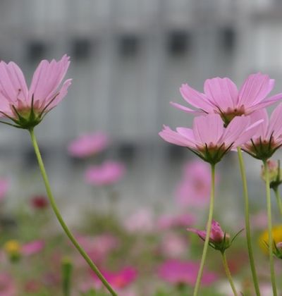 東京のコスモス年版 秋のコスモス畑でのんびり散歩できる観光スポット5選 おすすめ旅行を探すならトラベルブック Travelbook 東京のコスモス年版 秋のコスモス畑でのんびり散歩できる観光スポット5選 おすすめ旅行を探すならトラベルブック Travelbook