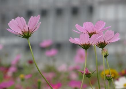 東京のコスモス22年版 秋のコスモス畑でのんびり散歩できる観光スポット5選 おすすめ旅行を探すならトラベルブック Travelbook 東京のコスモス22年版 秋のコスモス畑でのんびり散歩できる観光スポット5選 おすすめ旅行を探すならトラベルブック Travelbook
