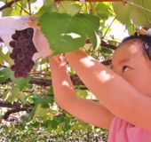 山梨 秋の味覚 食べ放題のぶどう狩りが満喫できる農場5選 おすすめ旅行を探すならトラベルブック Travelbook 山梨 秋の味覚 食べ放題のぶどう狩りが満喫できる農場5選 おすすめ旅行を探すならトラベルブック Travelbook