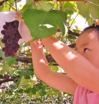 山梨 秋の味覚 食べ放題のぶどう狩りが満喫できる農場5選 おすすめ旅行を探すならトラベルブック Travelbook 山梨 秋の味覚 食べ放題のぶどう狩りが満喫できる農場5選 おすすめ旅行を探すならトラベルブック Travelbook
