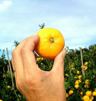 千葉 秋の味覚を食べ放題 みかん狩り農園5選 おすすめ旅行を探すならトラベルブック Travelbook 千葉 秋の味覚を食べ放題 みかん狩り農園5選 おすすめ旅行を探すならトラベルブック Travelbook