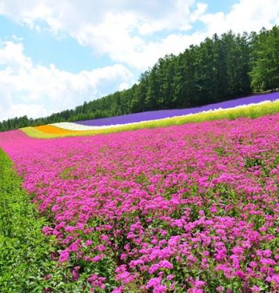 北海道 ラベンダーだけじゃない 富良野 美瑛周辺の定番観光スポット10選 おすすめ旅行を探すならトラベルブック Travelbook 北海道 ラベンダーだけじゃない 富良野 美瑛周辺の定番観光スポット10選 おすすめ旅行を探すならトラベルブック Travelbook