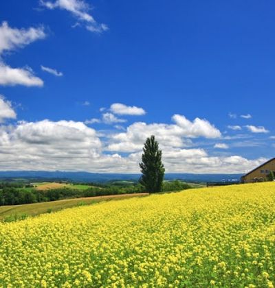 北海道 美瑛の壮大な自然の眺望が素晴らしい観光スポット5選 おすすめ旅行を探すならトラベルブック Travelbook 北海道 美瑛の壮大な自然の眺望が素晴らしい観光スポット5選 おすすめ旅行を探すならトラベルブック Travelbook