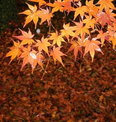名古屋の紅葉年版 ライトアップにうっとり 秋のデートで行きたい紅葉スポット5選 おすすめ旅行を探すならトラベルブック Travelbook 名古屋の紅葉年版 ライトアップにうっとり 秋のデートで行きたい紅葉スポット5選 おすすめ旅行を探すならトラベルブック Travelbook