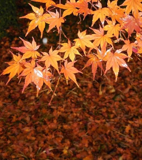 名古屋の紅葉年版 ライトアップにうっとり 秋のデートで行きたい紅葉スポット5選 おすすめ旅行を探すならトラベルブック Travelbook