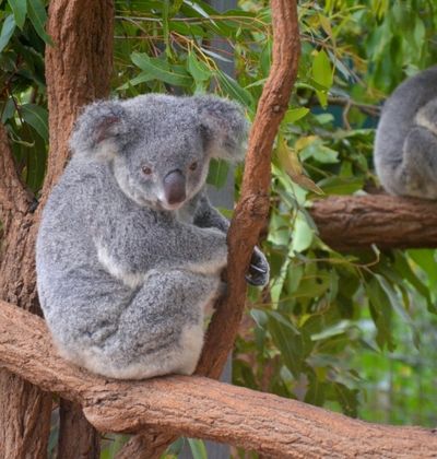 オーストラリア コアラを抱っこしたい夢が叶うおすすめ動物園5選 おすすめ旅行を探すならトラベルブック Travelbook オーストラリア コアラを抱っこしたい夢が叶うおすすめ動物園5選 おすすめ旅行を探すならトラベルブック Travelbook