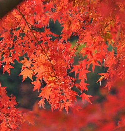 愛媛 銅山の街 新居浜 にいはま 市で楽しく歴史を学べる観光スポット5選 おすすめ旅行を探すならトラベルブック Travelbook 愛媛 銅山の街 新居浜 にいはま 市で楽しく歴史を学べる観光スポット5選 おすすめ旅行を探すならトラベルブック Travelbook