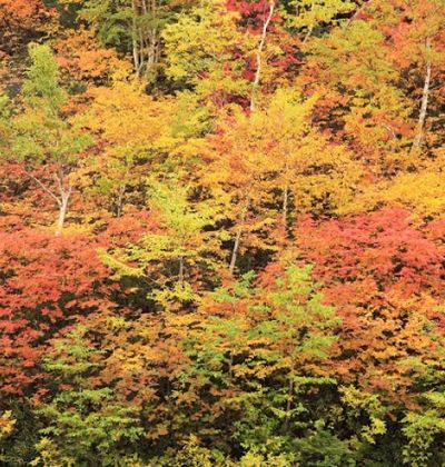 北海道 息をのむほど美しい北海道のおすすめ紅葉スポット5選 おすすめ旅行を探すならトラベルブック Travelbook 北海道 息をのむほど美しい北海道のおすすめ紅葉スポット5選 おすすめ旅行を探すならトラベルブック Travelbook