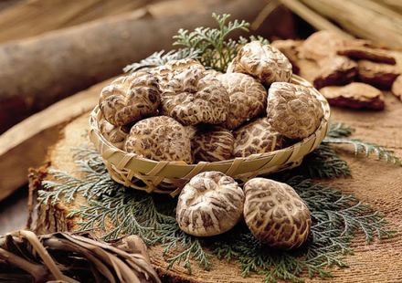 関西 採ってその場で食べるキノコにやみつき キノコ狩りができるスポット5選 おすすめ旅行を探すならトラベルブック Travelbook 関西 採ってその場で食べるキノコにやみつき キノコ狩りができるスポット5選 おすすめ旅行を探すならトラベルブック Travelbook