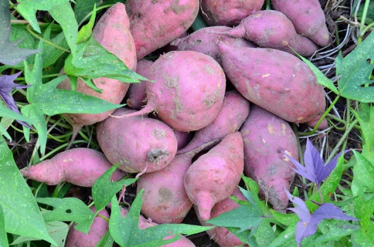 関西 親子で楽しめる秋の味覚 いも掘りスポット５選 おすすめ旅行を探すならトラベルブック Travelbook