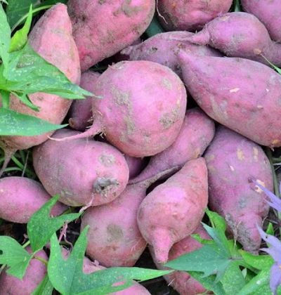 関西 親子で楽しめる秋の味覚 いも掘りスポット5選 おすすめ旅行を探すならトラベルブック Travelbook 関西 親子で楽しめる秋の味覚 いも掘りスポット5選 おすすめ旅行を探すならトラベルブック Travelbook