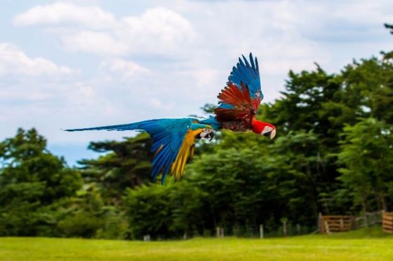 栃木 たくさんの動物たちと思い切り触れ合える那須どうぶつ王国の魅力 割引あり おすすめ旅行を探すならトラベルブック Travelbook