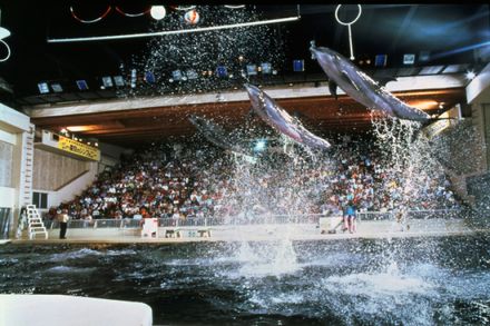 神奈川 軽いお出かけにも便利な三浦半島海の水族館 京急油壺マリンパーク の魅力 割引あり おすすめ旅行を探すならトラベルブック Travelbook
