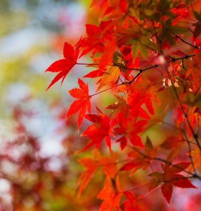 紅葉を手軽に見られる京都水族館近くの人気スポット4選 おすすめ旅行を探すならトラベルブック Travelbook 紅葉を手軽に見られる京都水族館近くの人気スポット4選 おすすめ旅行を探すならトラベルブック Travelbook