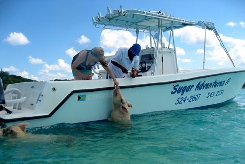 バハマ 浅瀬や砂浜で豚と遭遇 知られざる 豚の島 って おすすめ旅行を探すならトラベルブック Travelbook