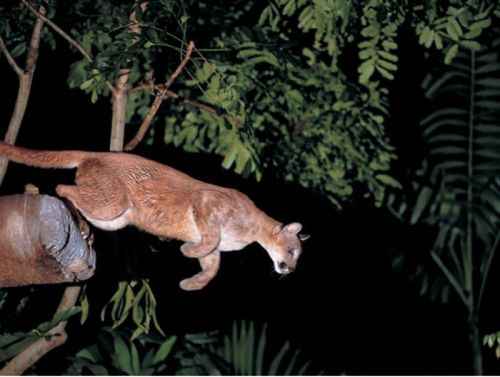 シンガポール ムード満点のナイトサファリ等 ワクワクの動物系アクティビティ１０選 おすすめ旅行を探すならトラベルブック Travelbook