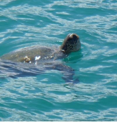 ハワイ 天使の海と呼ばれるサンドバーで極上旅を味わう現地ツアー5選 おすすめ旅行を探すならトラベルブック Travelbook ハワイ 天使の海と呼ばれるサンドバーで極上旅を味わう現地ツアー5選 おすすめ旅行を探すならトラベルブック Travelbook