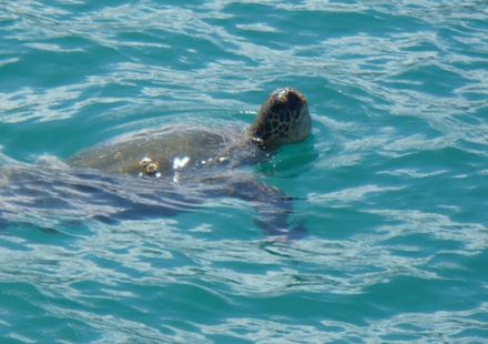 ハワイ 天使の海と呼ばれるサンドバーで極上旅を味わう現地ツアー5選 おすすめ旅行を探すならトラベルブック Travelbook ハワイ 天使の海と呼ばれるサンドバーで極上旅を味わう現地ツアー5選 おすすめ旅行を探すならトラベルブック Travelbook
