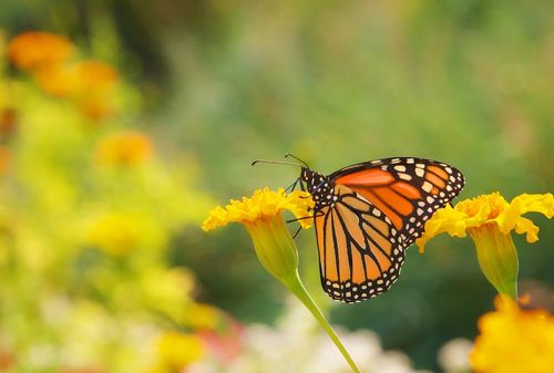 メキシコ】世界遺産「オオカバマダラ生物圏保護区」の観光ガイド：長