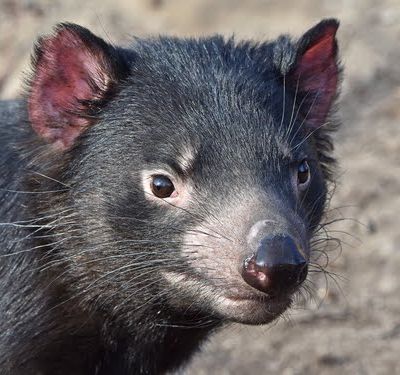 オーストラリア 珍獣に出会える 悠久の自然が残るタスマニア原生地域 おすすめ旅行を探すならトラベルブック Travelbook オーストラリア 珍獣に出会える 悠久の自然が残るタスマニア原生地域 おすすめ旅行を探すならトラベルブック Travelbook