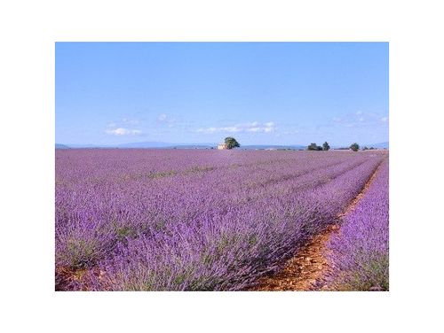 南フランス 南仏プロバンスへラベンダーを見に行く アヴィニョン発おすすめ観光ツアー5選 おすすめ旅行を探すならトラベルブック Travelbook 南フランス 南仏プロバンスへラベンダーを見に行く アヴィニョン発おすすめ観光ツアー5選 おすすめ旅行を探すならトラベルブック Travelbook
